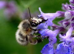 hummel in der katzenminze