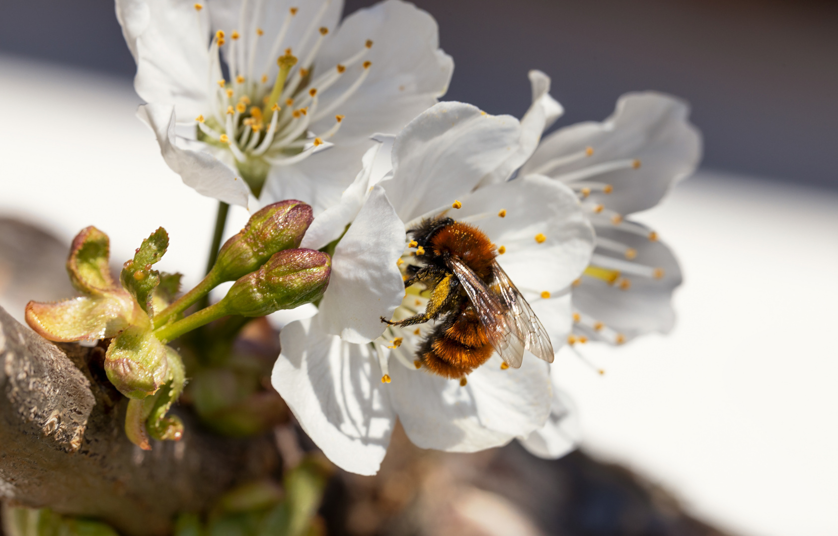 Hummel in der Kirschblüte