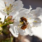 Hummel in der Kirschblüte