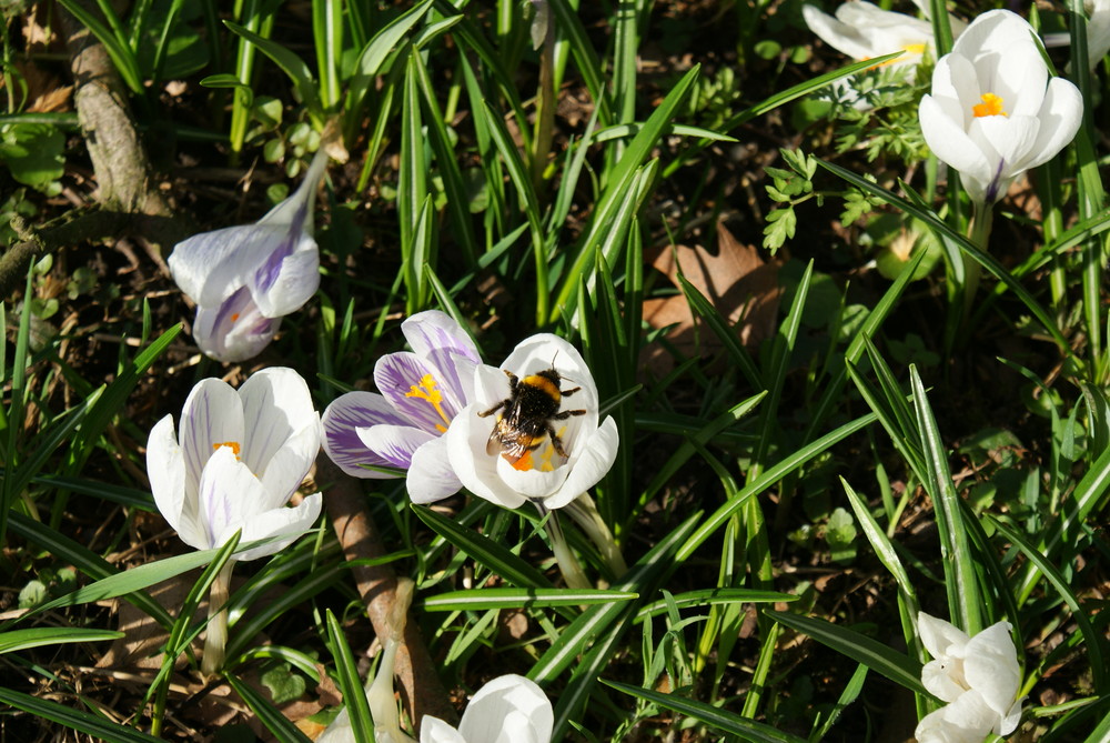 hummel in der krokus blume