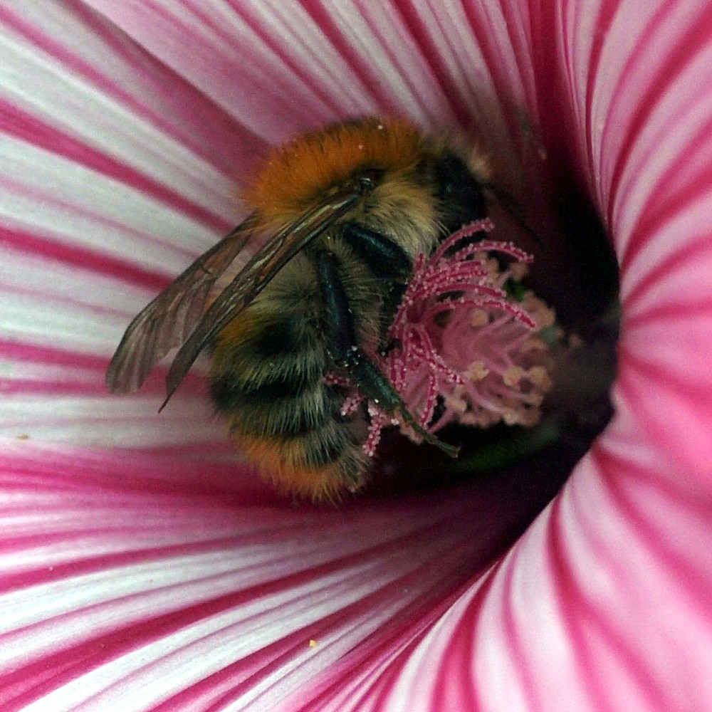 Hummel in der Malvenblüte