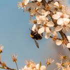 Hummel in der Obstblüte