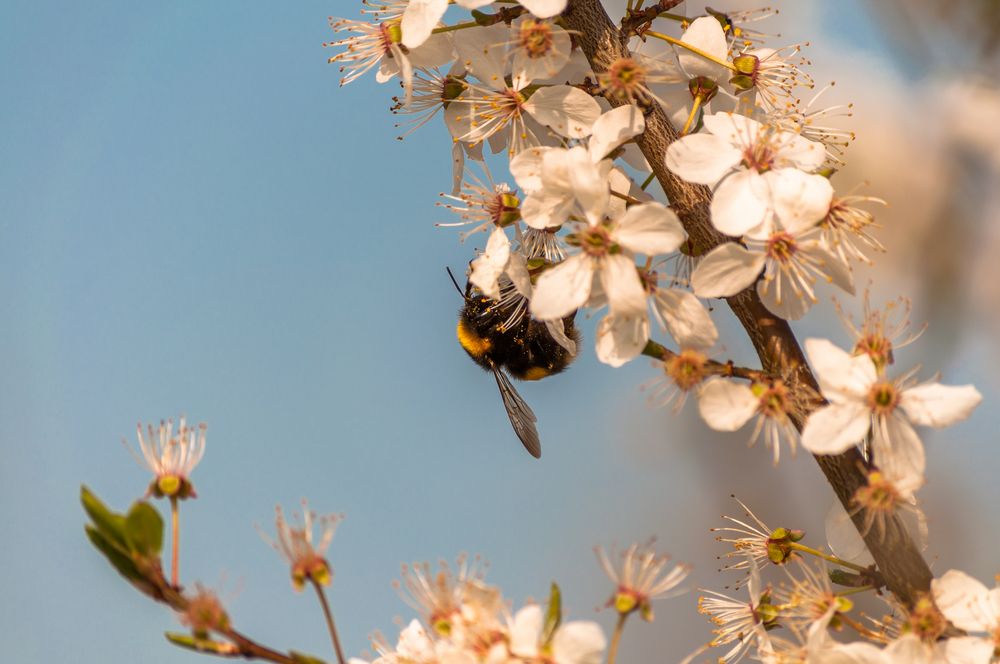 Hummel in der Obstblüte