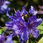 Hummel in der Rhododendronblüte