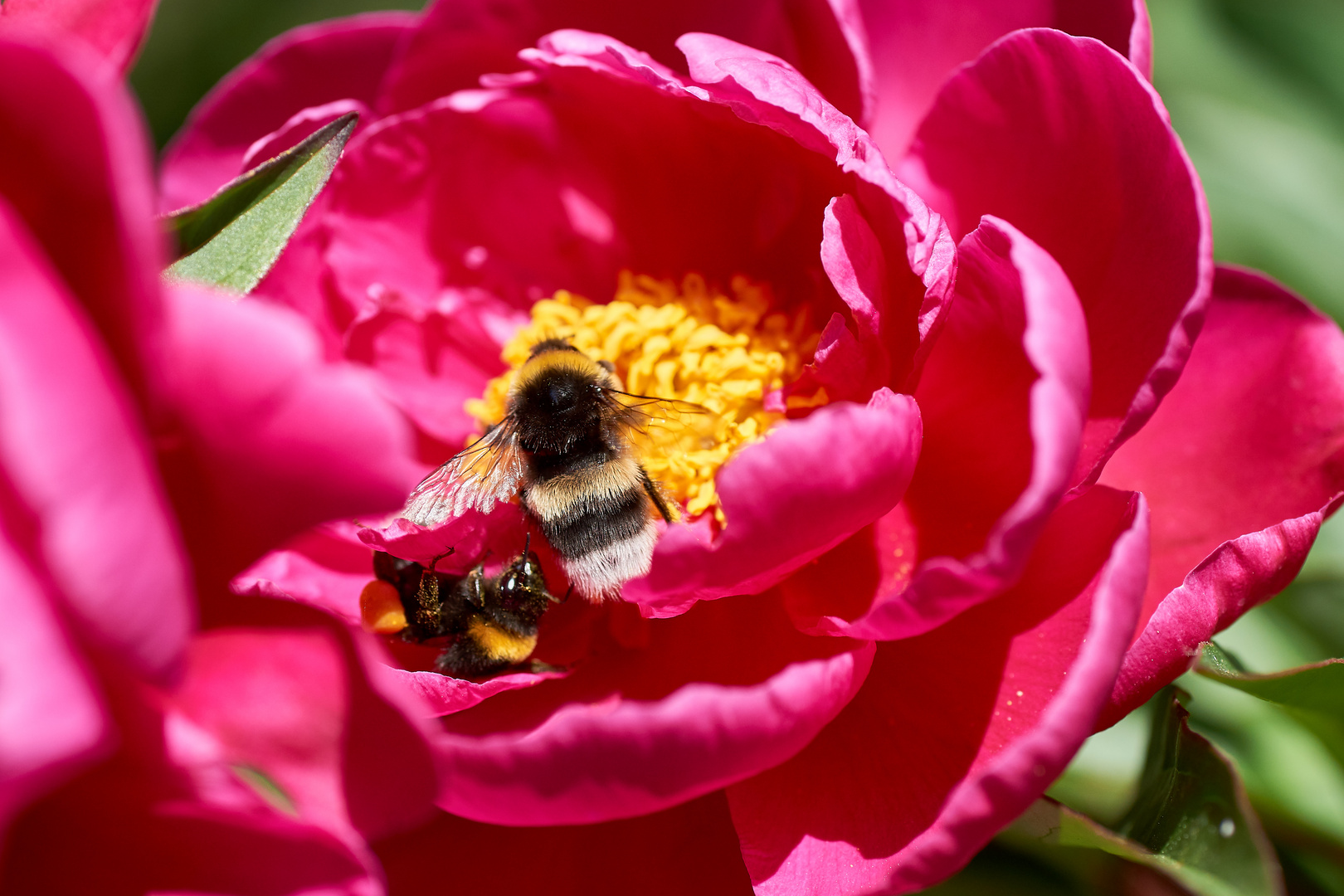 Hummel in der Rose, bumblebee on the rose