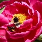 Hummel in der Rose, bumblebee on the rose