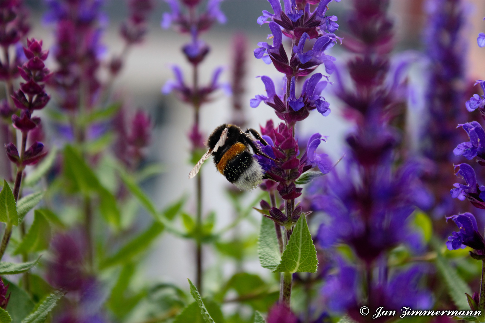 Hummel in der Salbeiblüte 