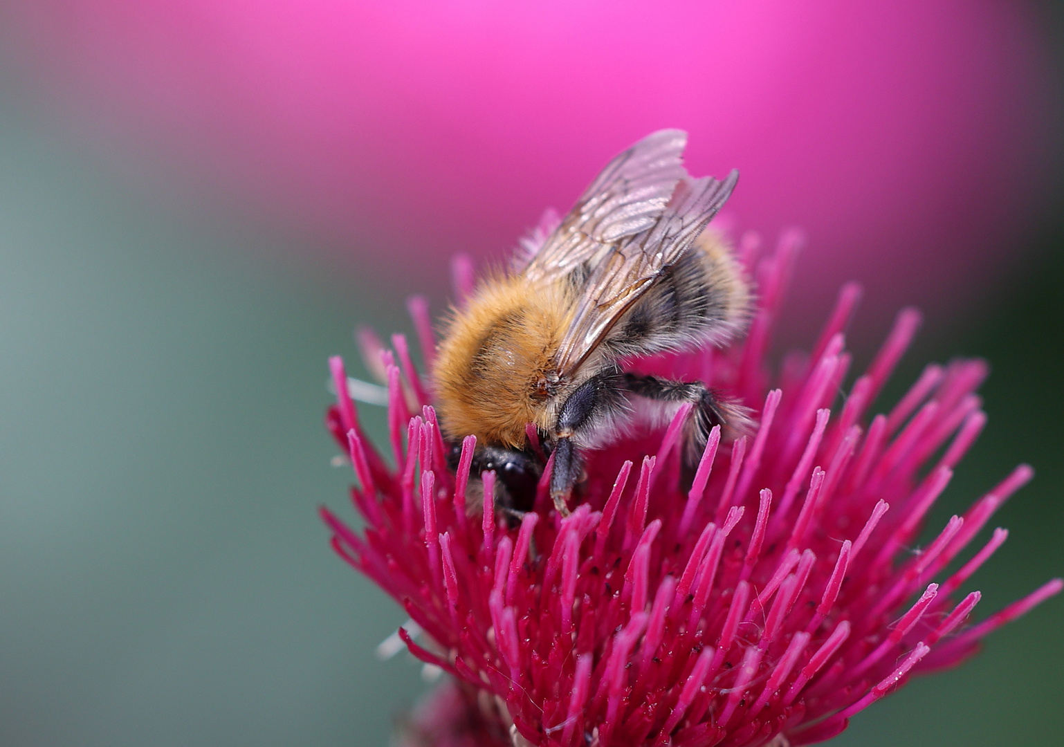  Hummel in Distel