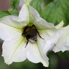 Hummel in einer Betunienblüte