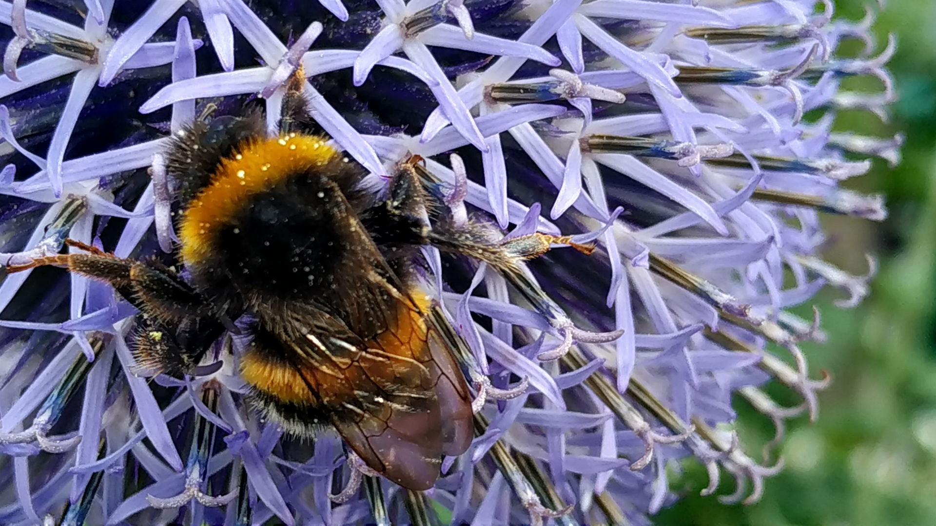 Hummel in einer Diestelblüte