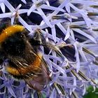 Hummel in einer Diestelblüte