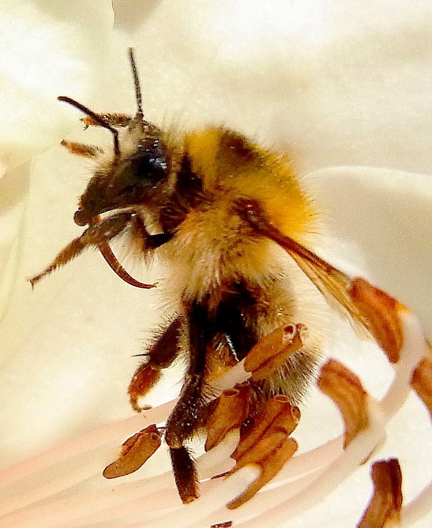 Hummel in einer Rhododentronblüte