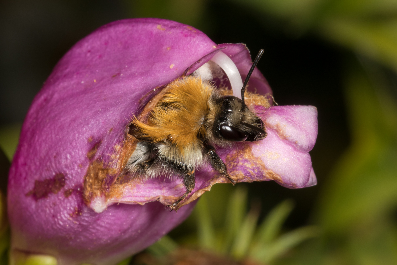 Hummel in einer Sackgasse