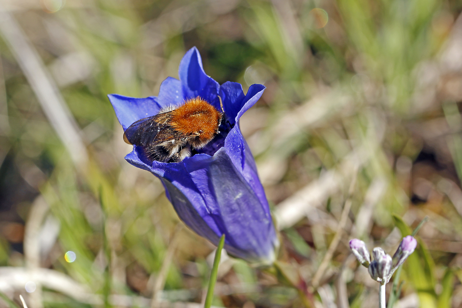 Hummel in Enzianblüte