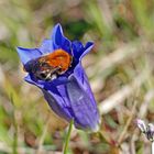 Hummel in Enzianblüte