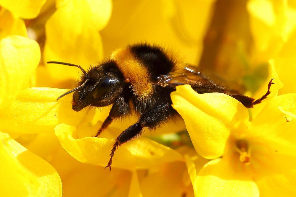 Hummel in Forsythie (I)