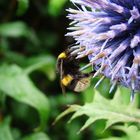 Hummel in freier Wildbahn