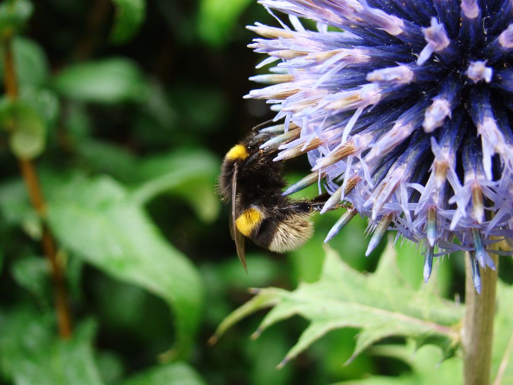 Hummel in freier Wildbahn von Monika Wegner 