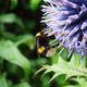 Hummel in freier Wildbahn