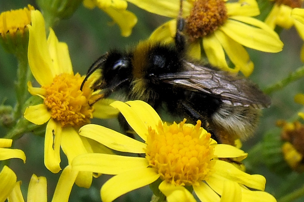 hummel in gelb