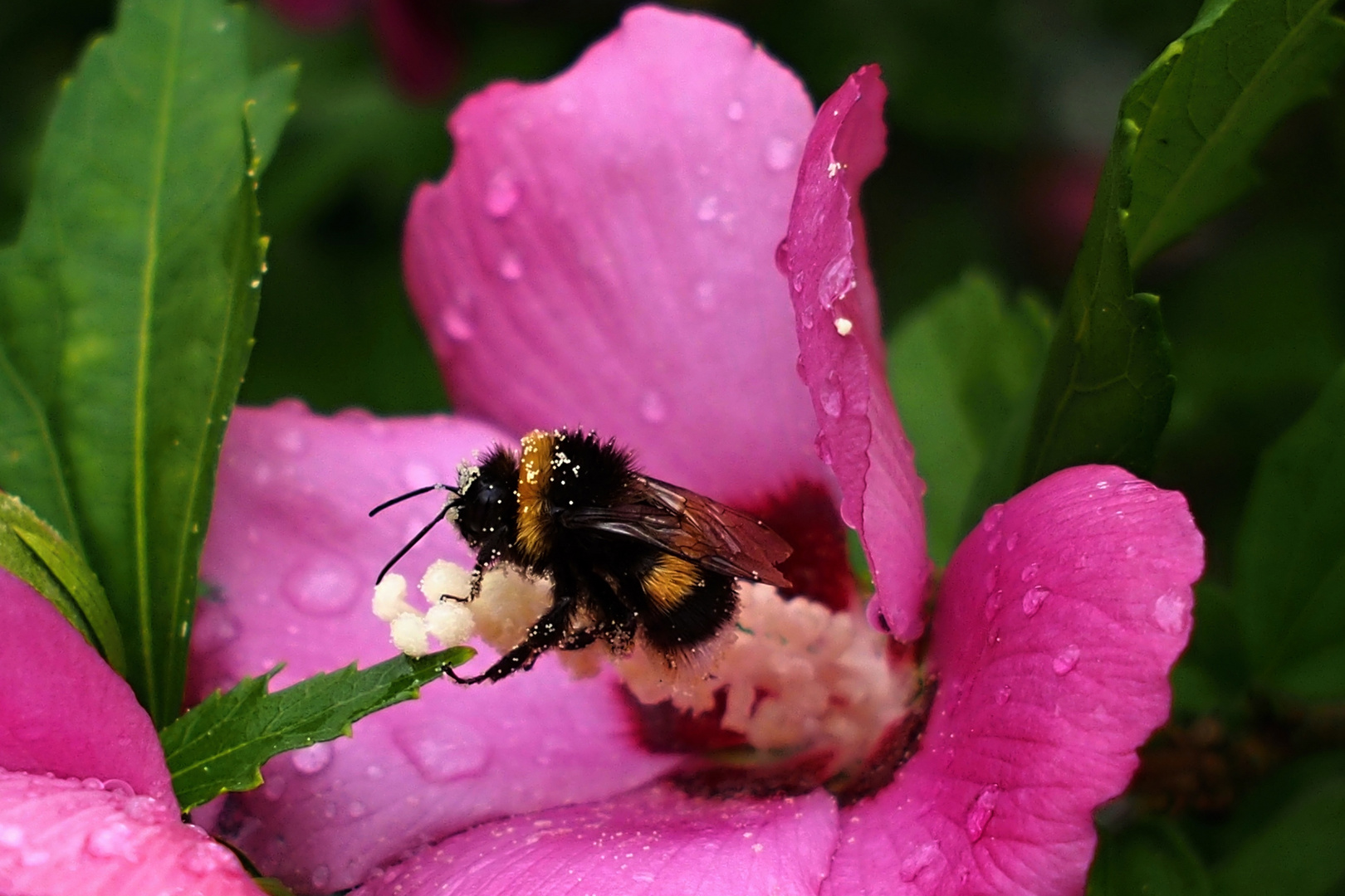 Hummel in Hibiskus