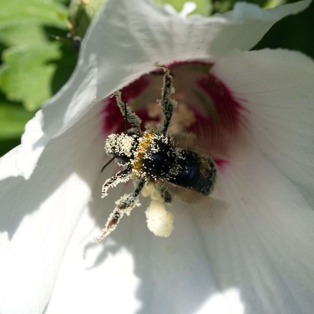 Hummel in Hibiskusblüte