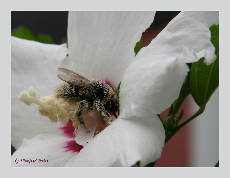 Hummel in Hibiskusblüte