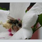 Hummel in Hibiskusblüte