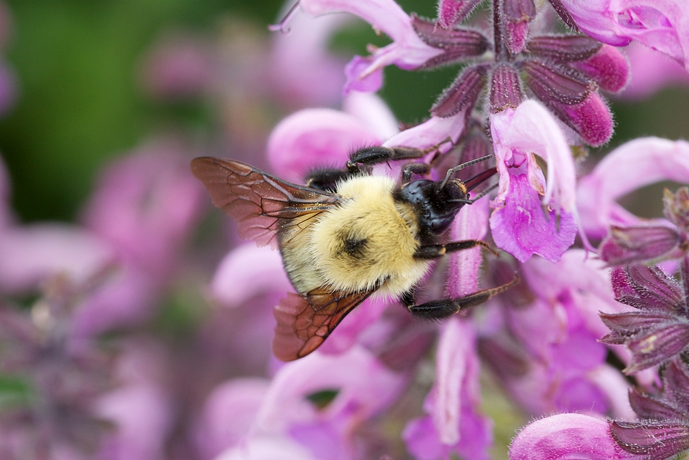 Hummel in Kanada