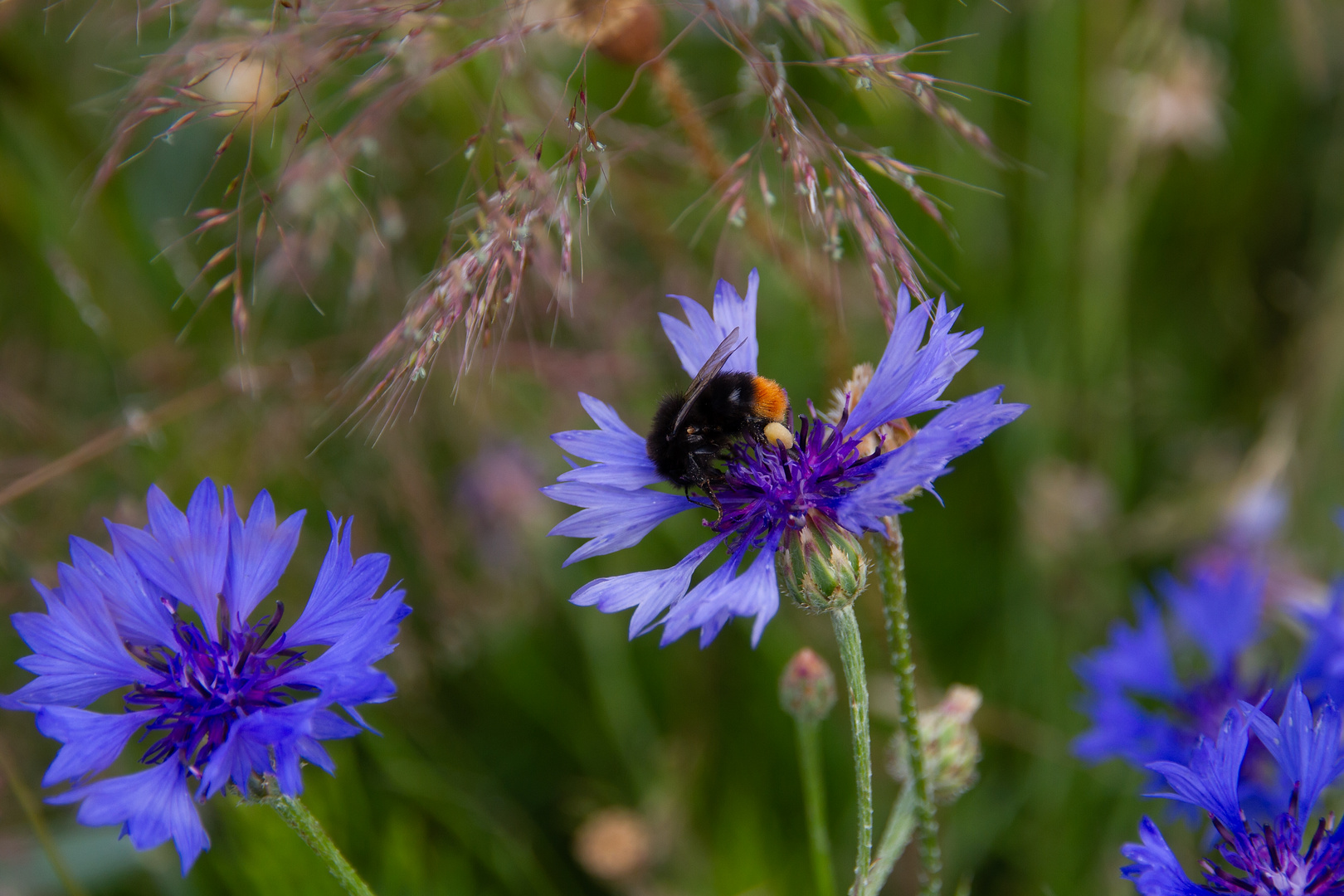 Hummel in Kornblume