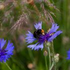 Hummel in Kornblume