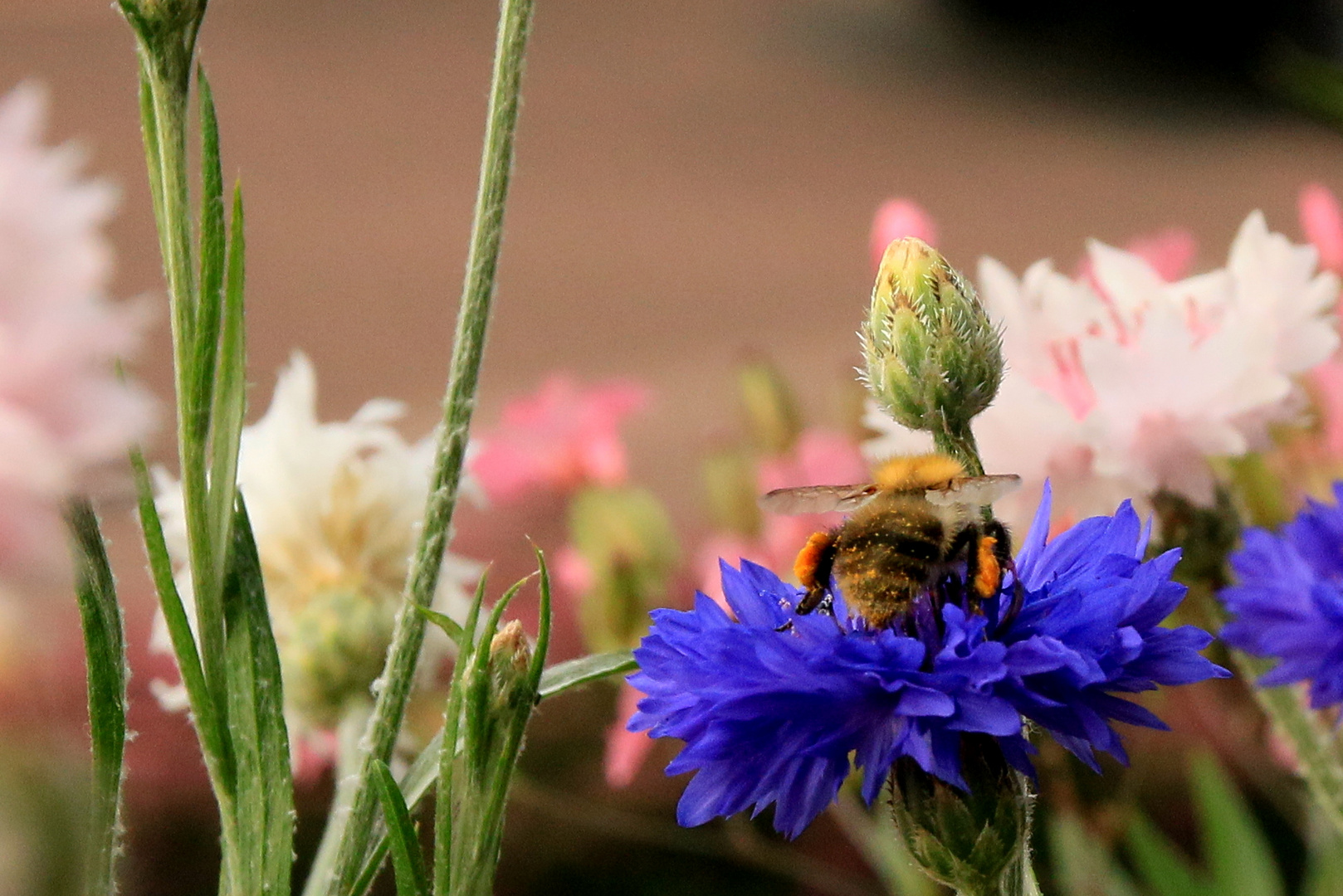 Hummel in Kornblume