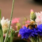 Hummel in Kornblume