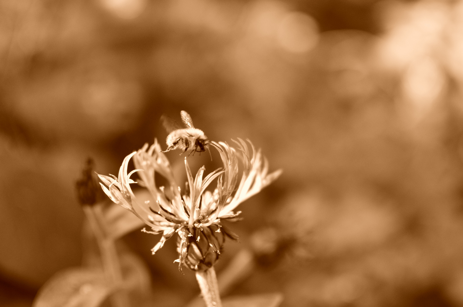 Hummel in Kornblume