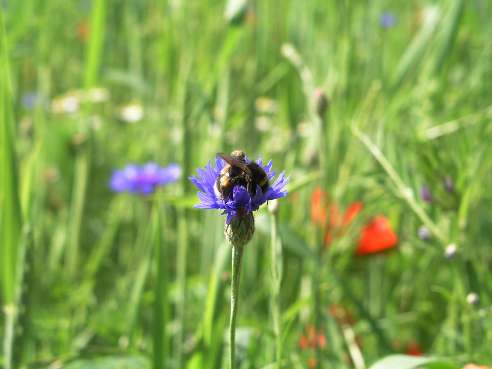 Hummel in kornblumenblau