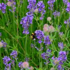 Hummel in Lavendel