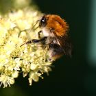 Hummel in meinem Garten