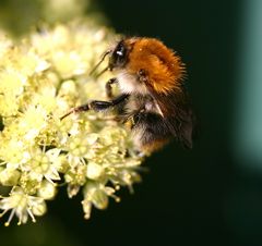 Hummel in meinem Garten