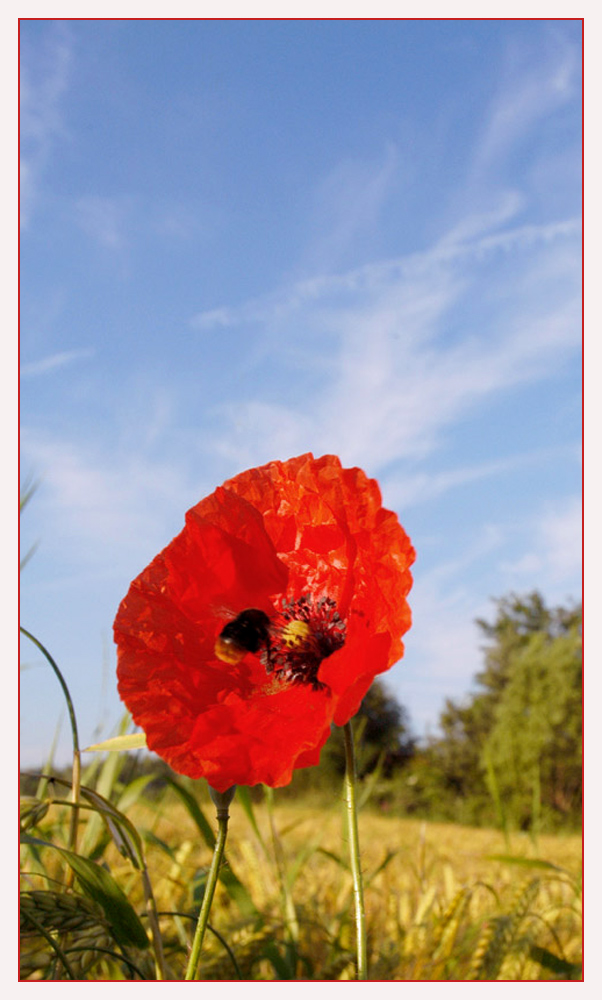 Hummel in Mohnblume