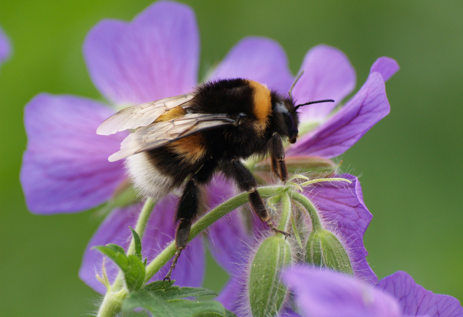 Hummel in Nachbars Garten