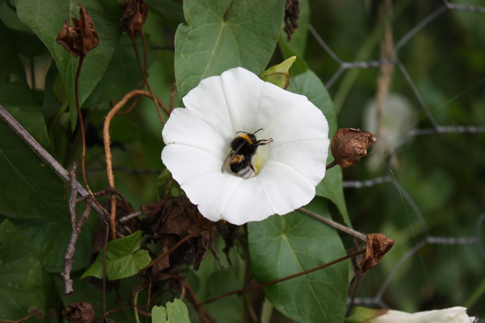 Hummel in ner Blume :)