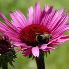 Hummel in Pink