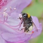 Hummel in Rhododendron-Blüte 01