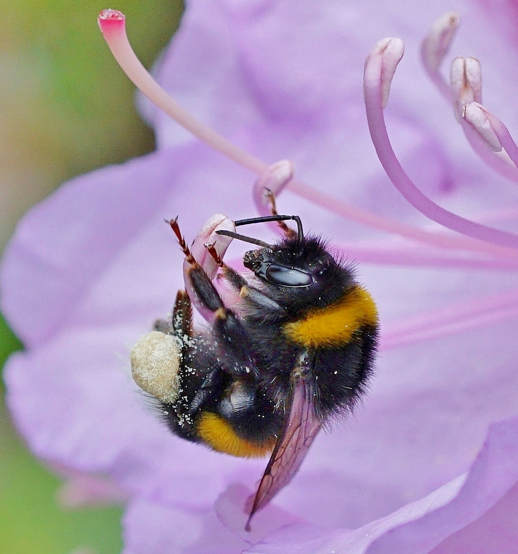 Hummel in Rhododendron-Blüte 03