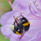 Hummel in Rhododendron-Blüte 03