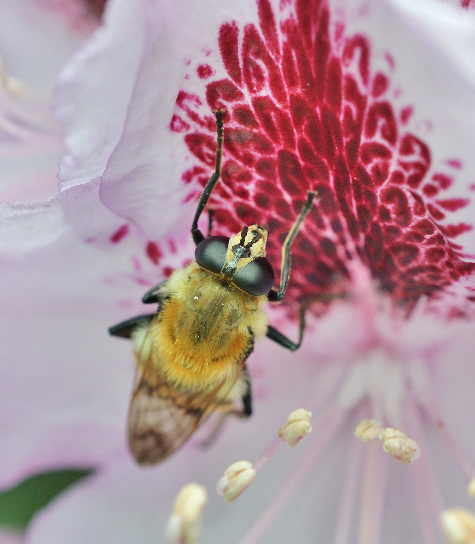 Hummel in Rhododendron-Blüte 04