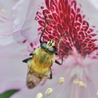 Hummel in Rhododendron-Blüte 04