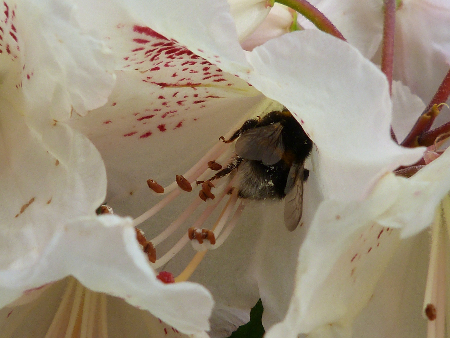 Hummel in Rhododendron-Blüte