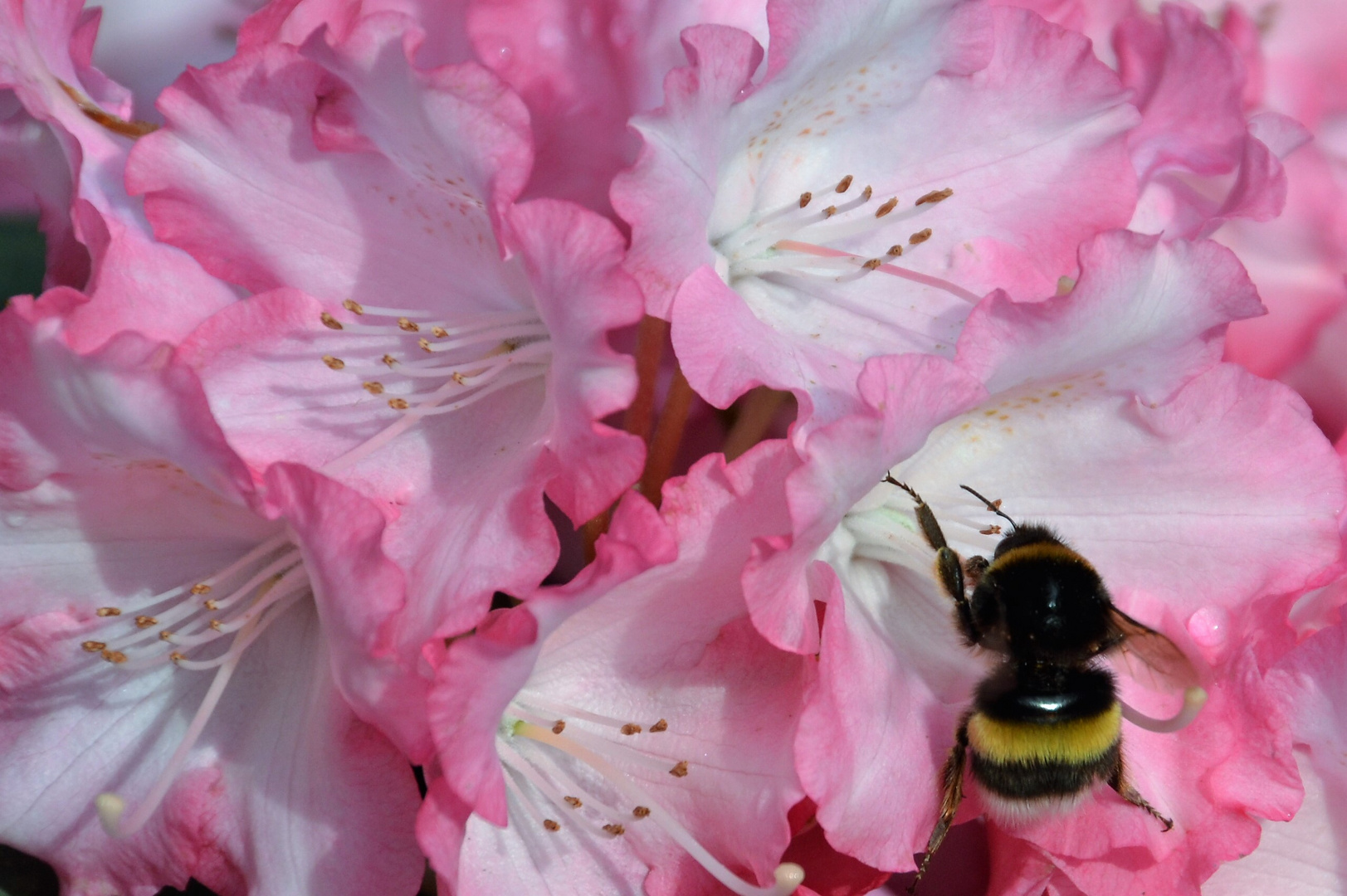 Hummel in  Rhododendronblüte