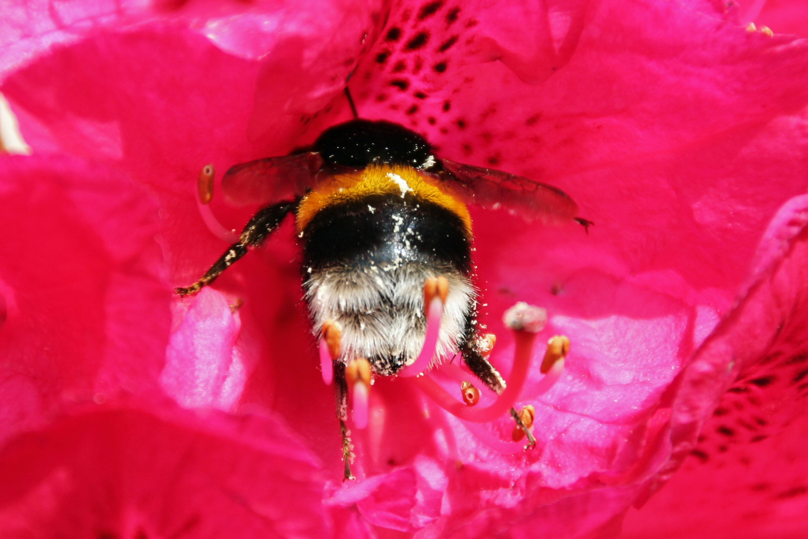 Hummel in Rhododentronblüte